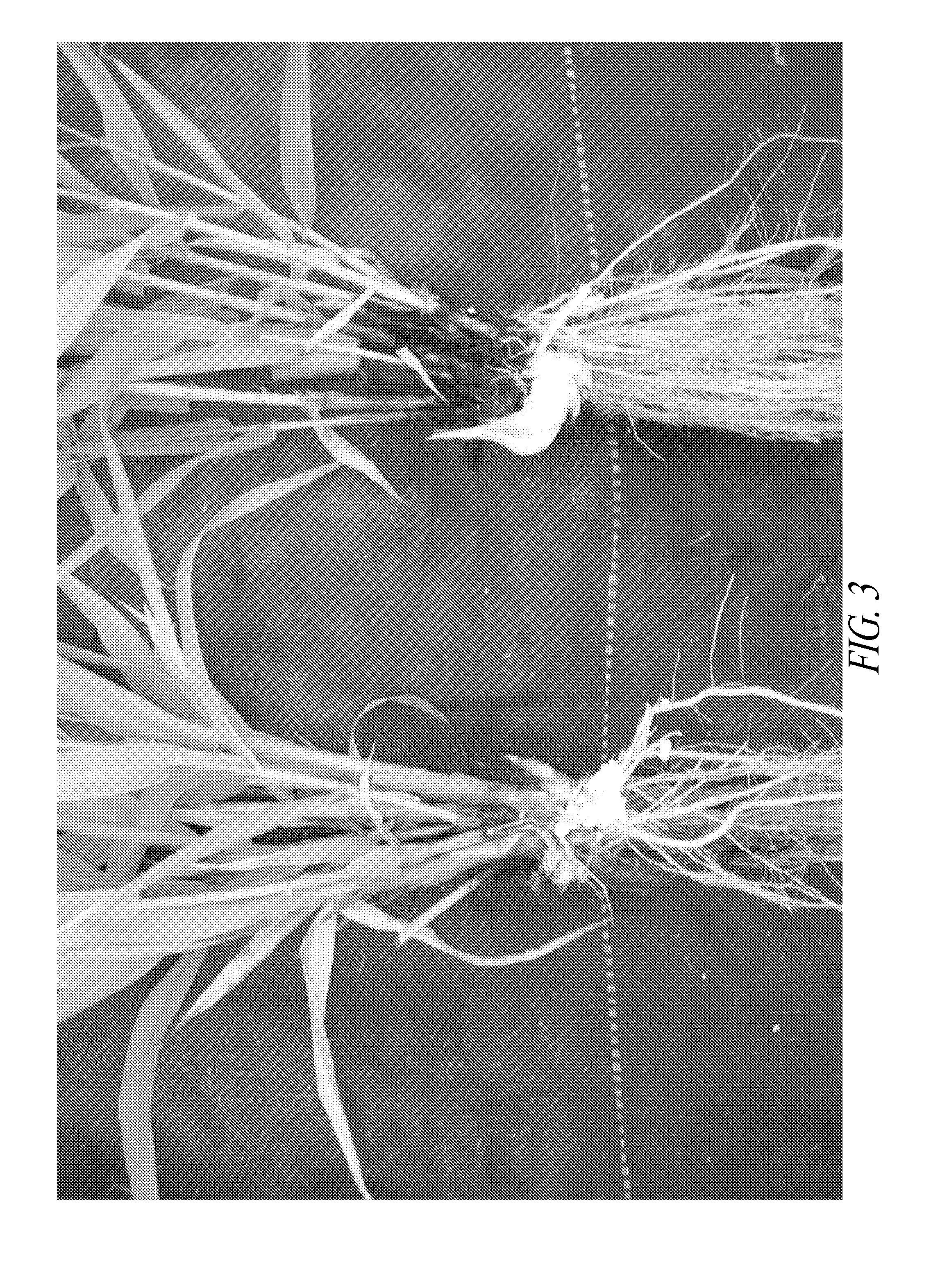 Methods for vegetative propagation of grass plants