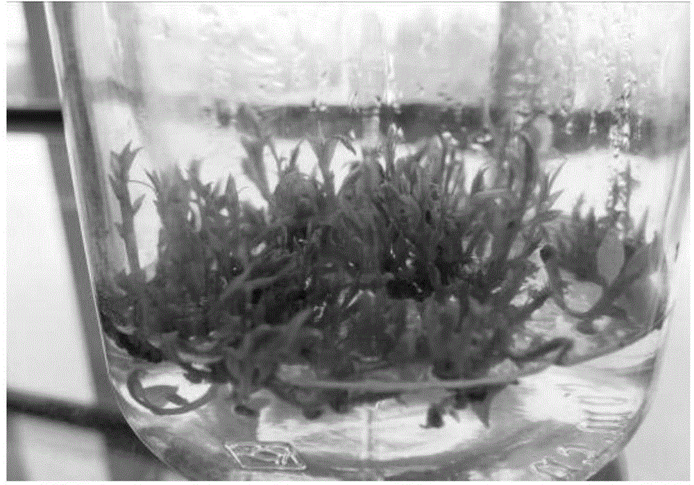 Tissue-culture breeding method for high-borneol-content cinnamomum camphora