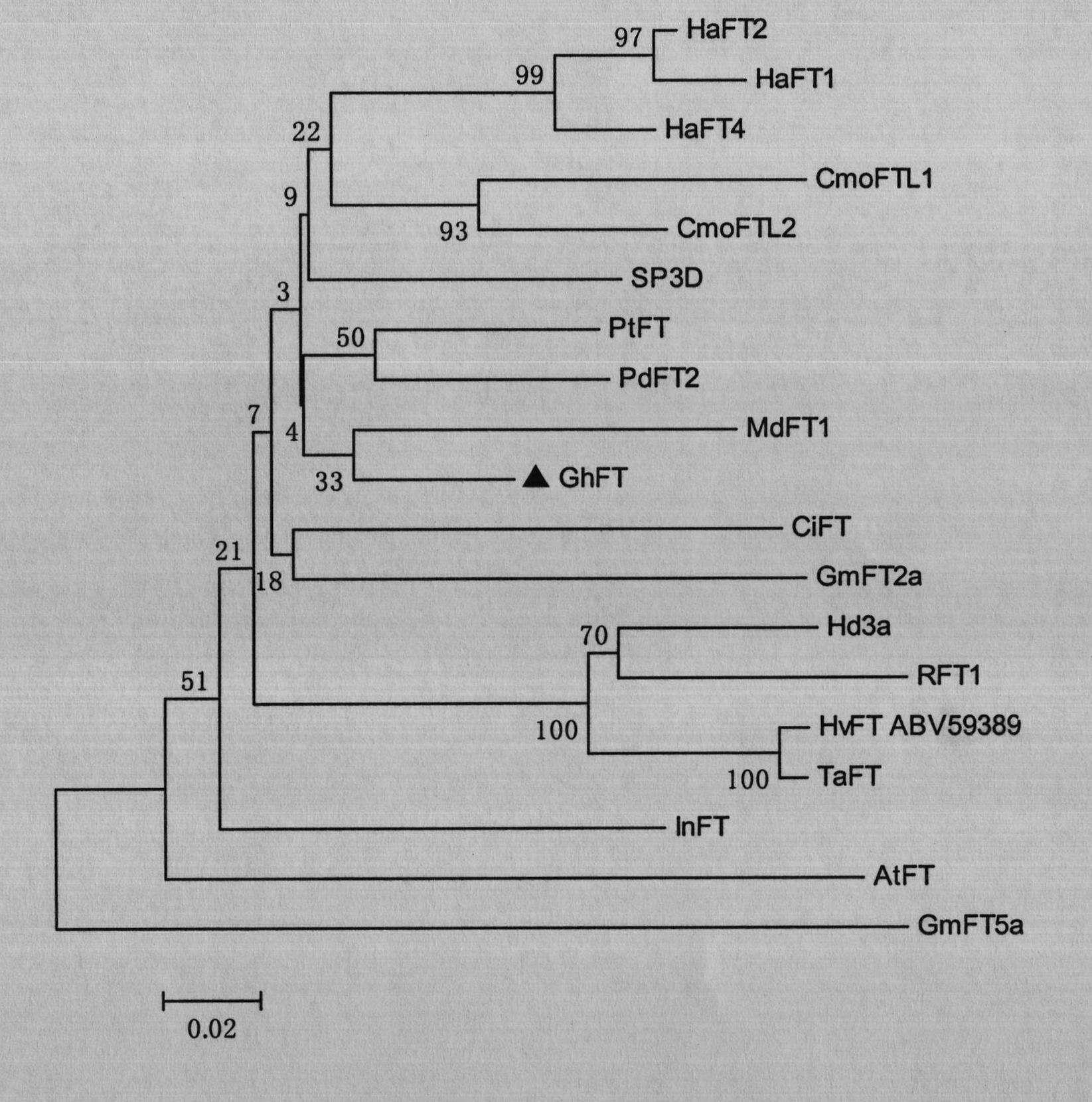 Cotton flowering locus T GhFT and vector, construction body, cell and polypeptide thereof