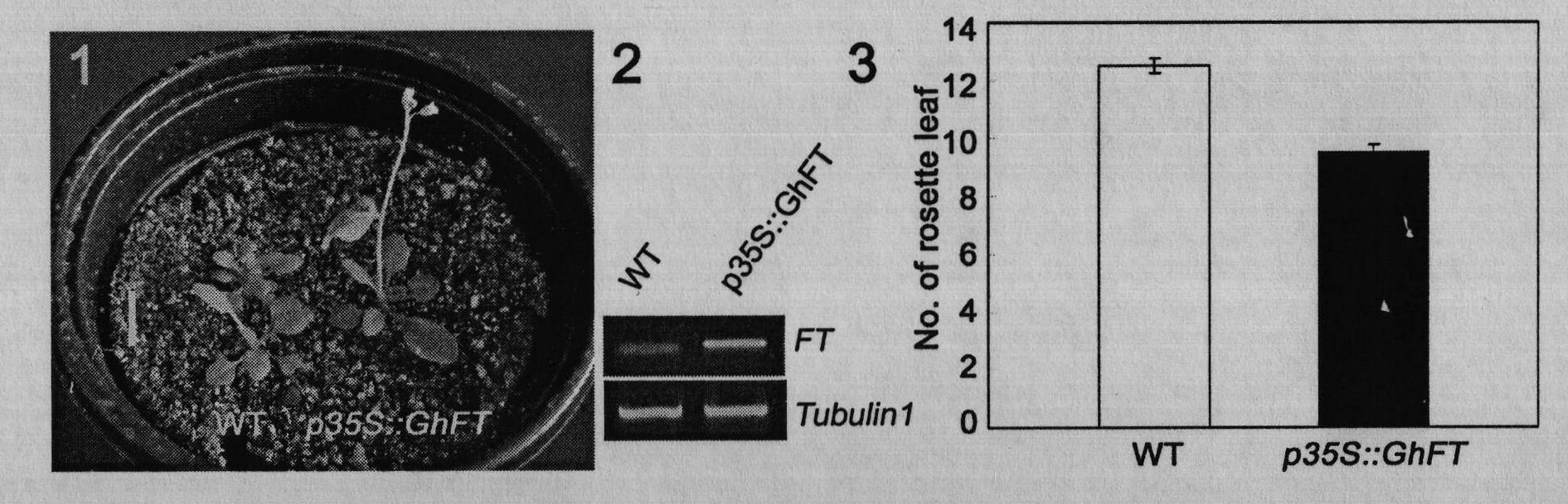 Cotton flowering locus T GhFT and vector, construction body, cell and polypeptide thereof