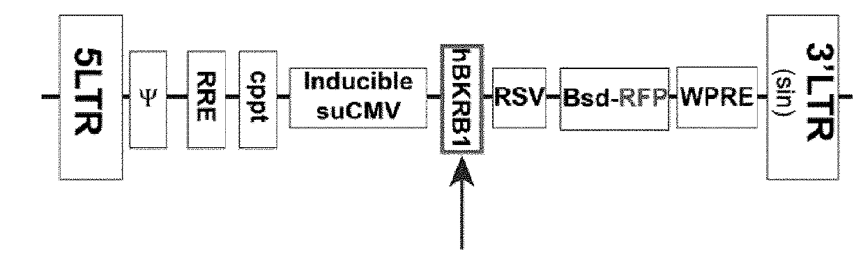 Compositions targeting bradykinin receptor B1 for medical imaging of cancer and other disorders