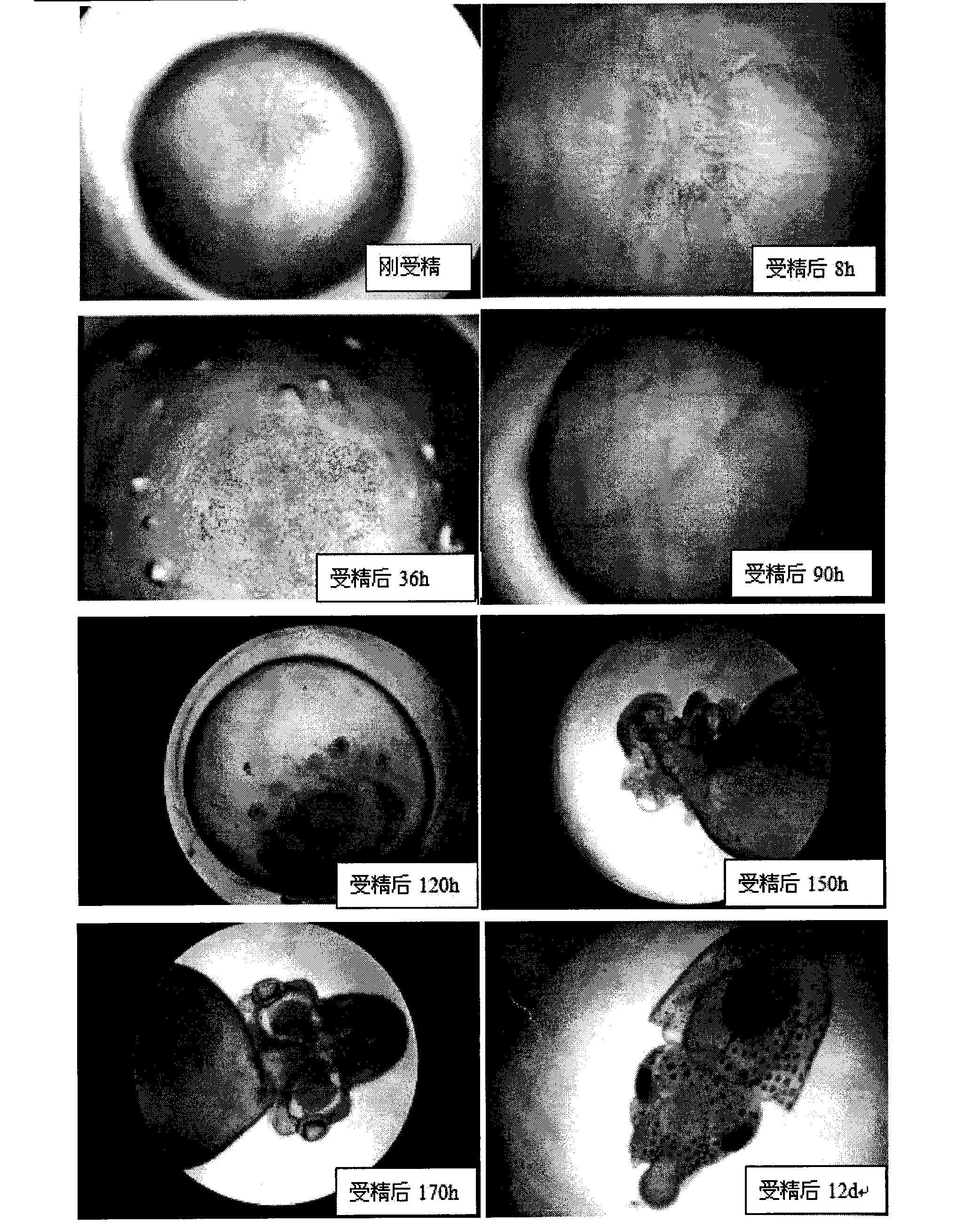 Artificial insemination incubation method for sepiella maindroni and special agent used thereof