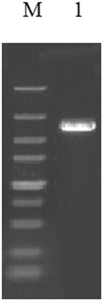 Bacillus licheniformis with enhanced ppc expression and preparation method and application