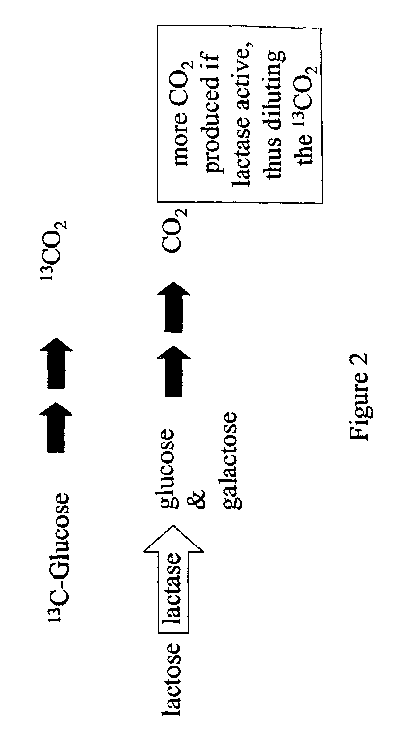 Reverse isotope dilution assay and lactose intolerance assay