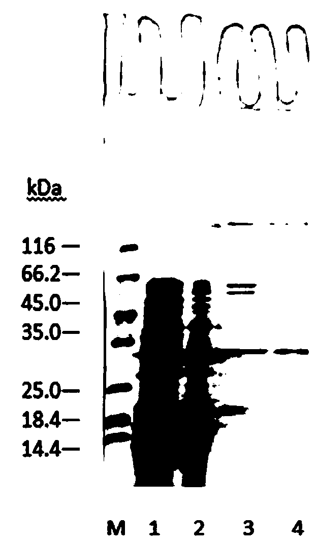 Naringinase production method