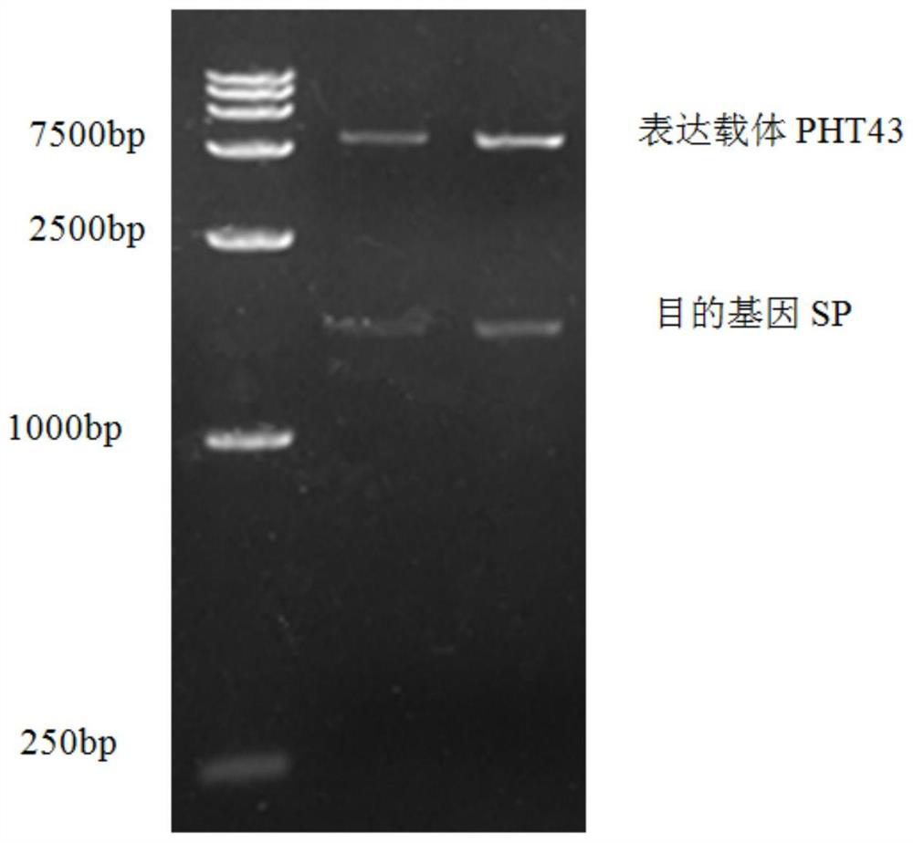 A method for expressing and preparing sucrose phosphorylase