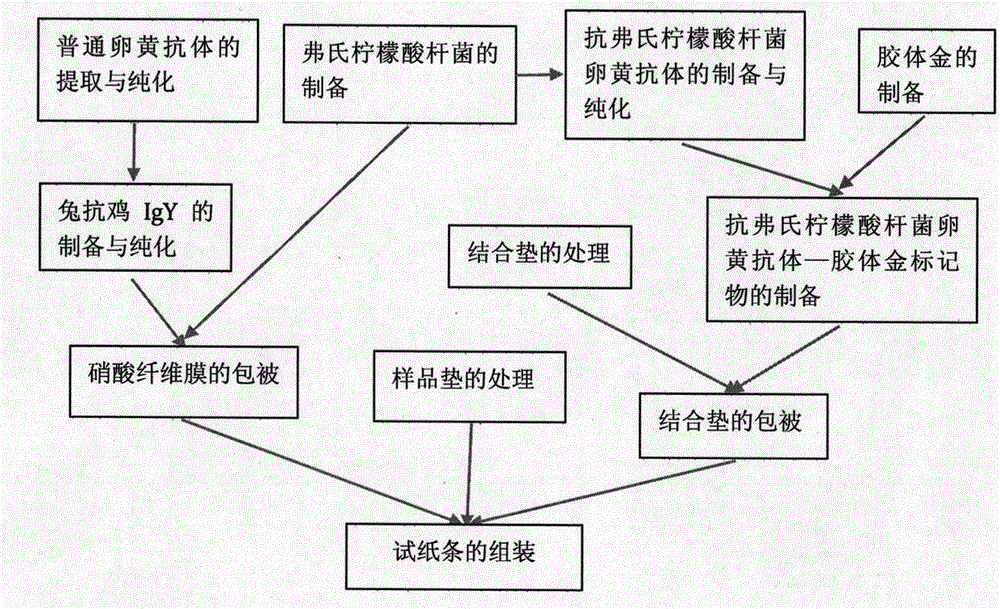 Test strip for detecting citrobacter freundii and preparation method thereof