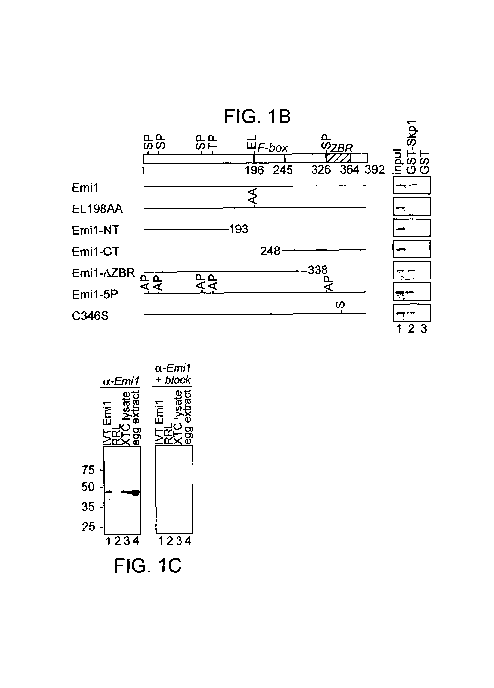 Modulation of cell division by an early mitotic inhibitor protein