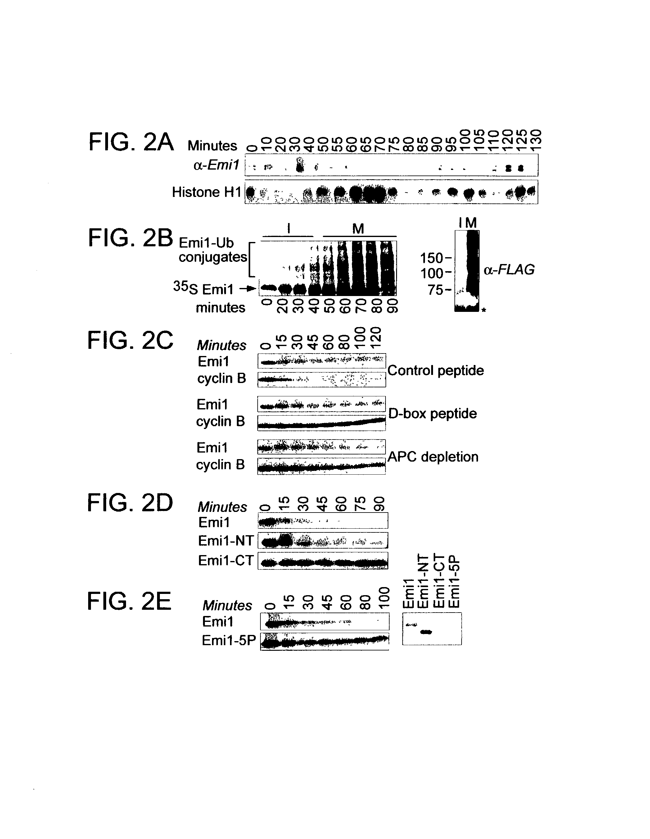 Modulation of cell division by an early mitotic inhibitor protein