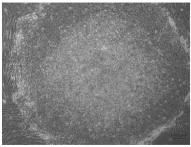 iPS cell as well as reprogramming method and application thereof