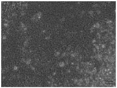 iPS cell as well as reprogramming method and application thereof