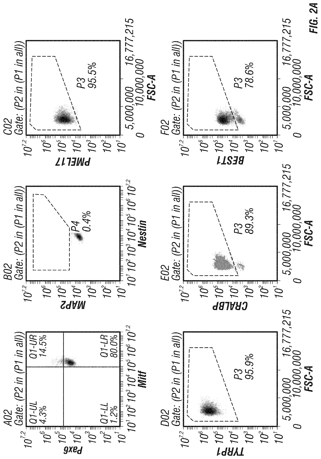Macs-based purification of stem cell-derived retinal pigment epithelium