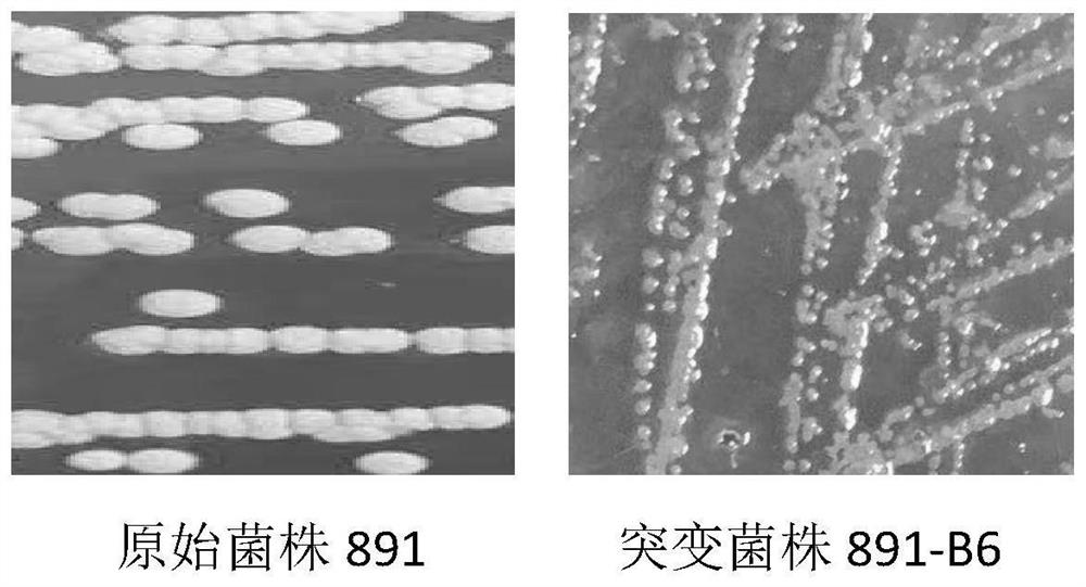 Streptomyces mutant strain and application of mutant strain