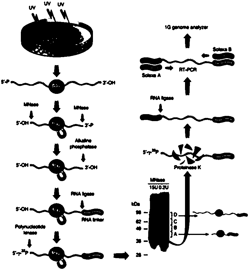 Improved method for identifying target RNA sequences of RNA-binding protein in cell sample