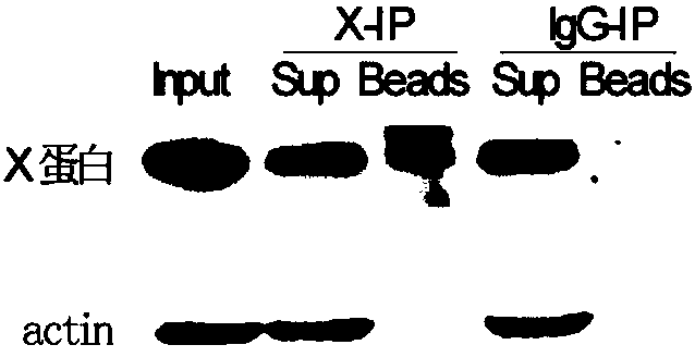 Improved method for identifying target RNA sequences of RNA-binding protein in cell sample