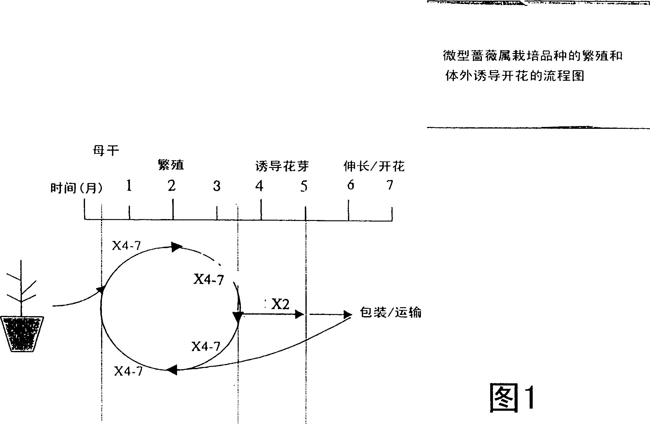 Multiplication and in vitro flowering of rose cultivars