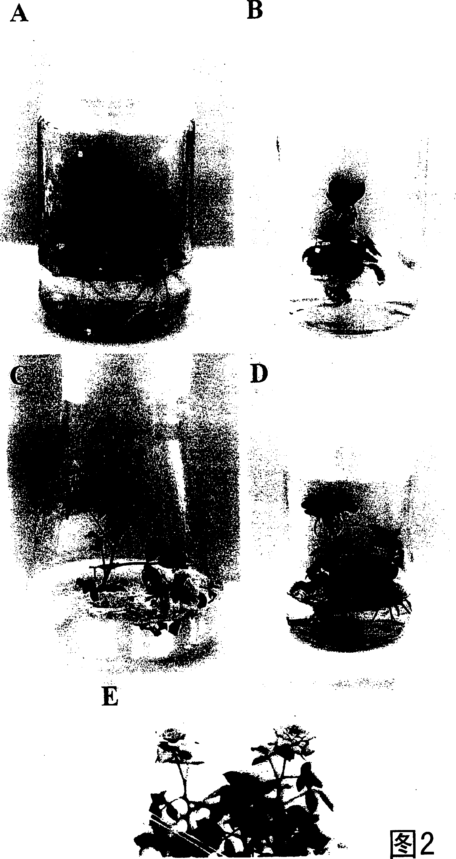 Multiplication and in vitro flowering of rose cultivars