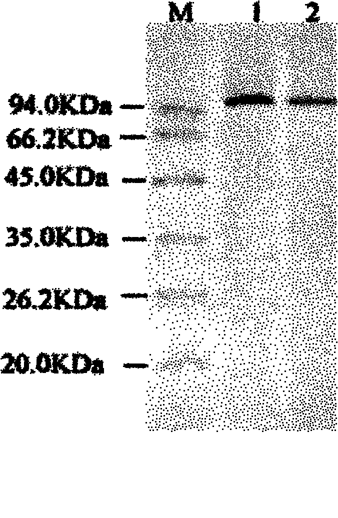 Method for producing recombinant human-like collagen by expression by Pichia pastoris