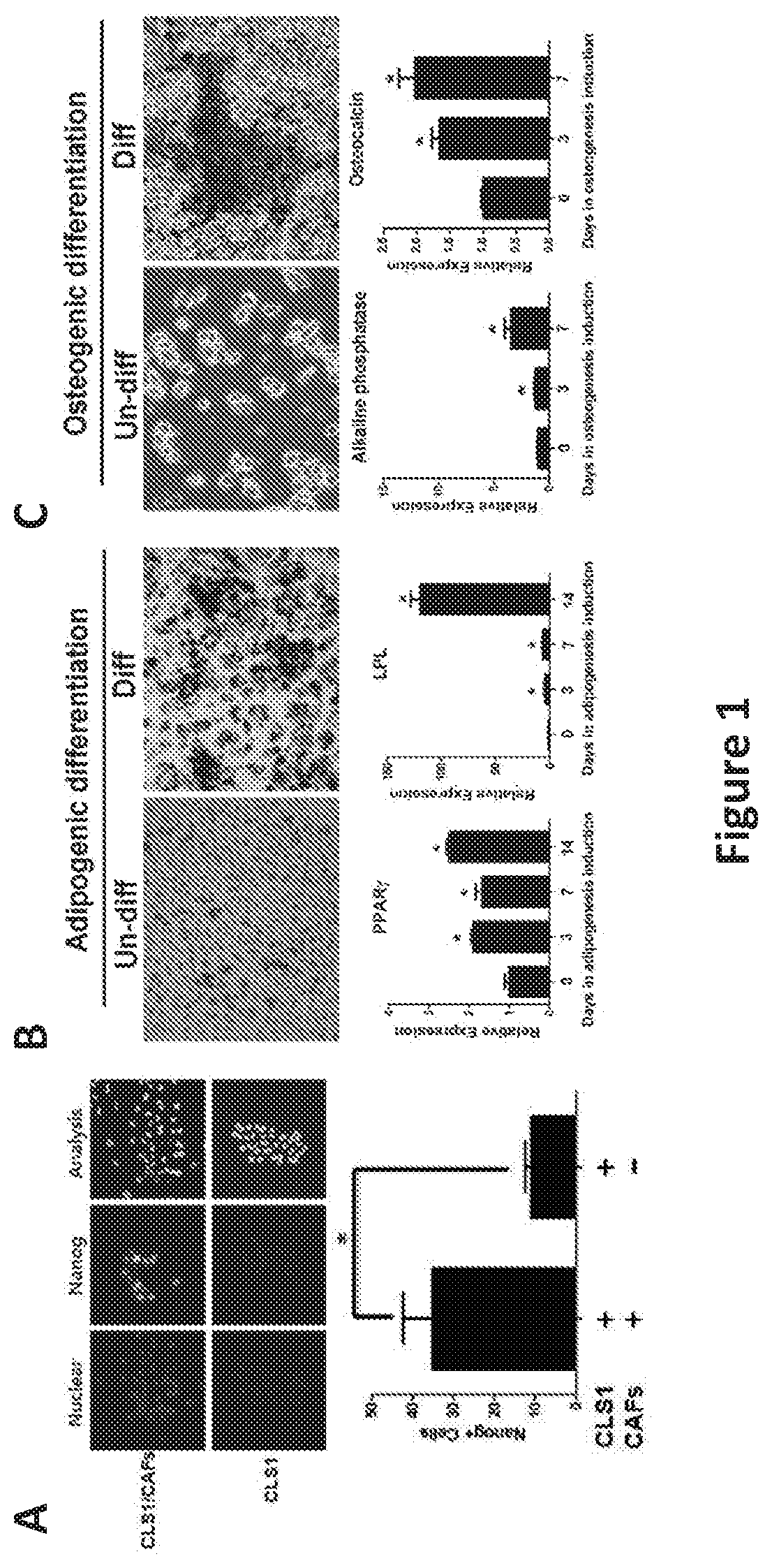 Biomarkers for lung cancer stem cells