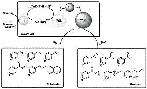 Function of novel cytochrome P450 oxidase