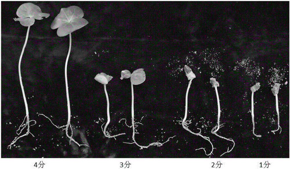 Method for identifying germination-stage composite salt-alkali resistance of semi-wild cotton