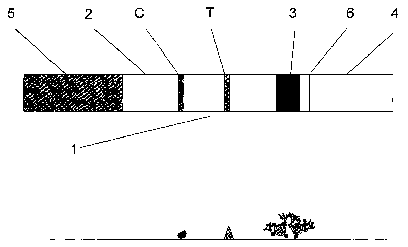 Magnetic immunochromatographic strip for detection of tuberculosis (TB) antibody in blood and preparation method thereof