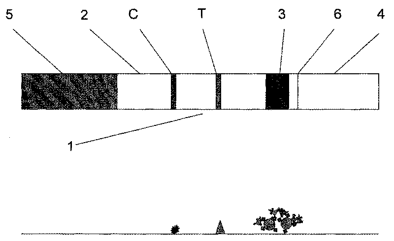 Magnetic immunochromatographic strip for detection of tuberculosis (TB) antibody in blood and preparation method thereof