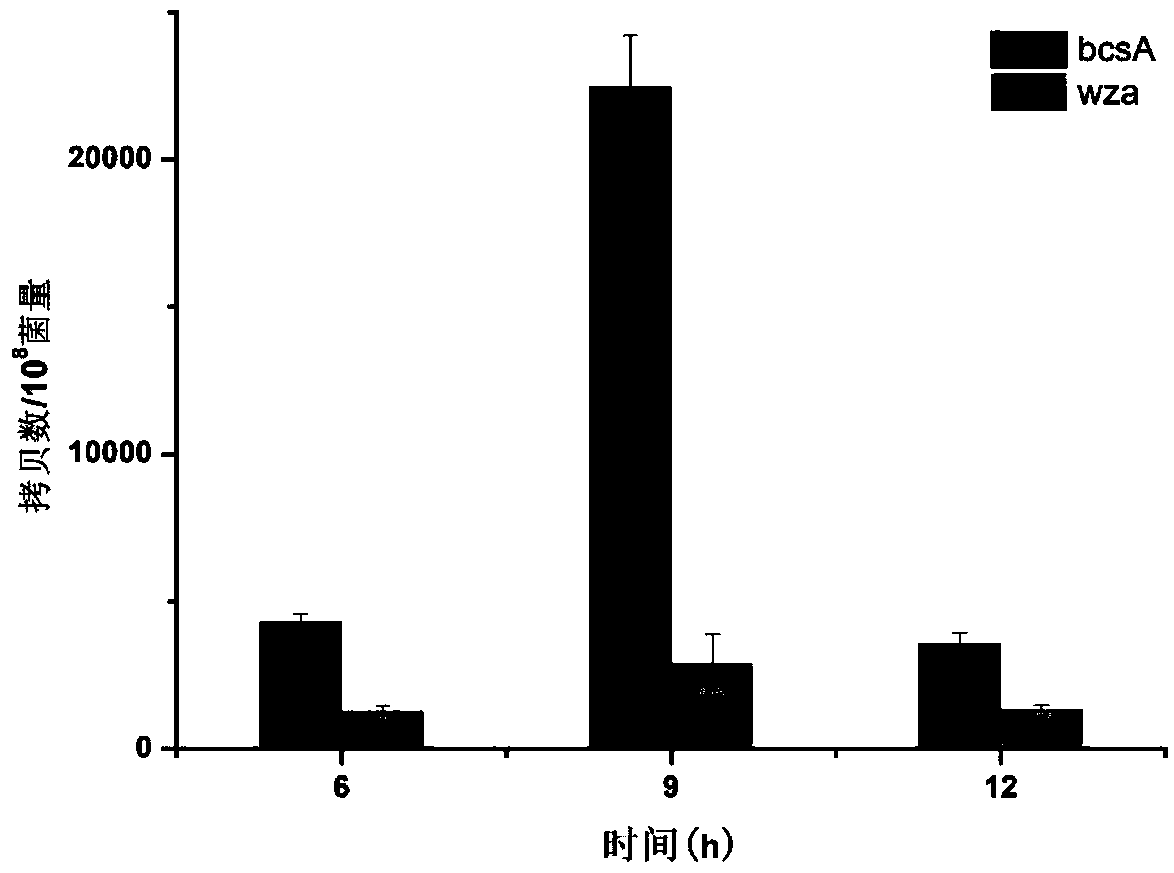 Method for constructing controllable crystallinity bacterial cellulose genetic engineering producing strains and product and application thereof