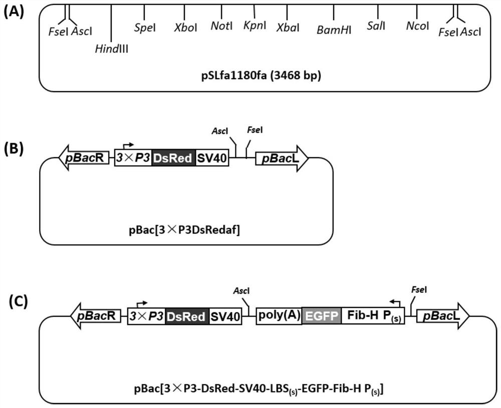 Bombyx mori silk heart protein heavy-chain expression system with expression protein distributed on bombyx mori silk glue layer and preparation method and application thereof