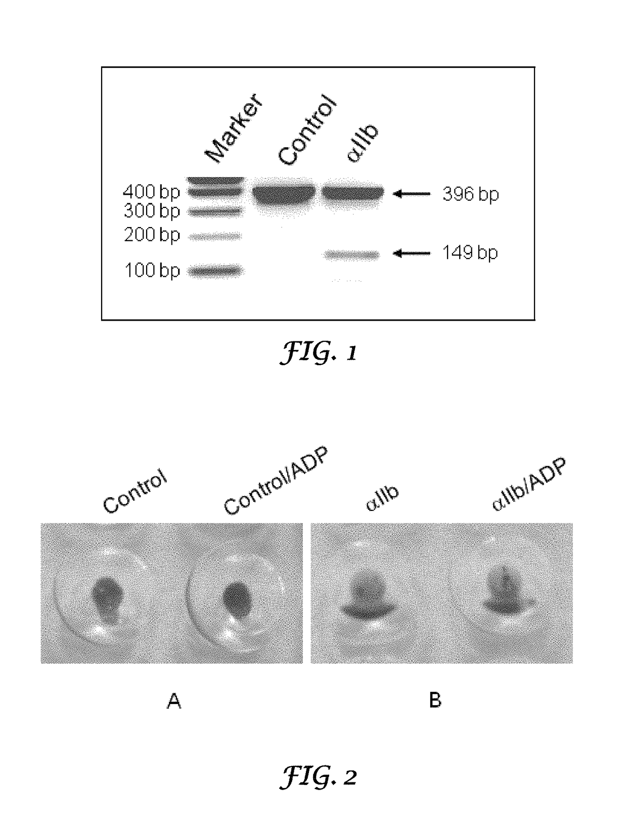 Thrombocyte inhibition via vivo-morpholino knockdown of alpha IIb