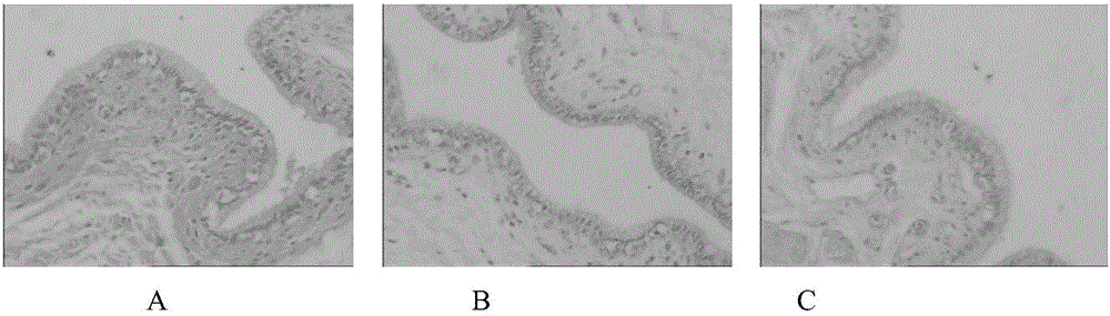 Composition and application and preparation thereof