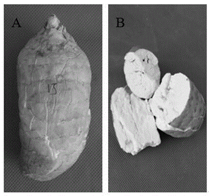 Method for drying gastrodia elata at variable temperatures