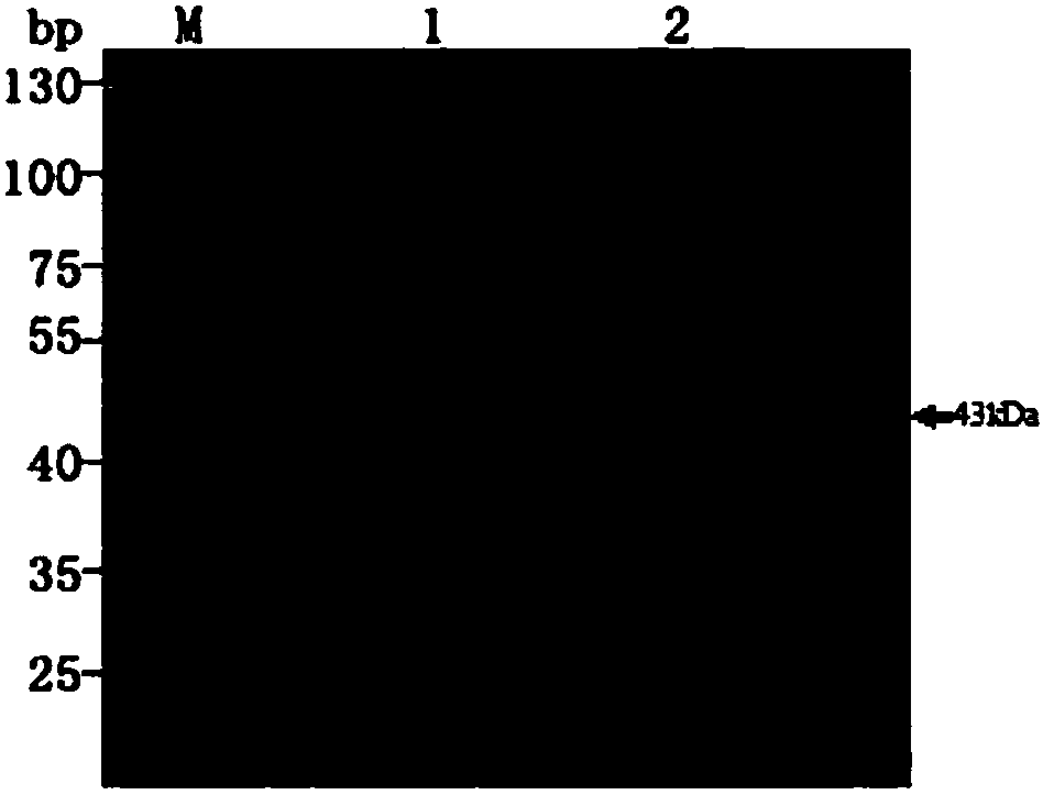 Hybridoma cell strain, and anti-chlamydia abortus monoclonal antibody secreted by hybridoma cell strain