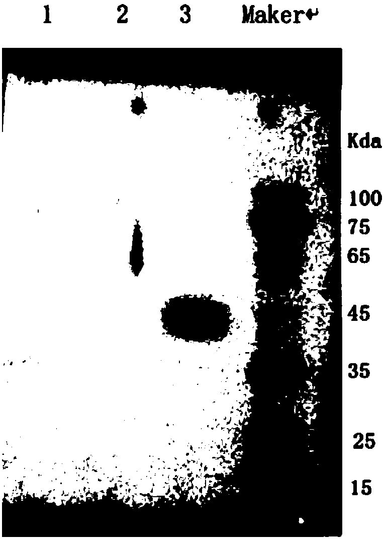 Hybridoma cell strain, and anti-chlamydia abortus monoclonal antibody secreted by hybridoma cell strain