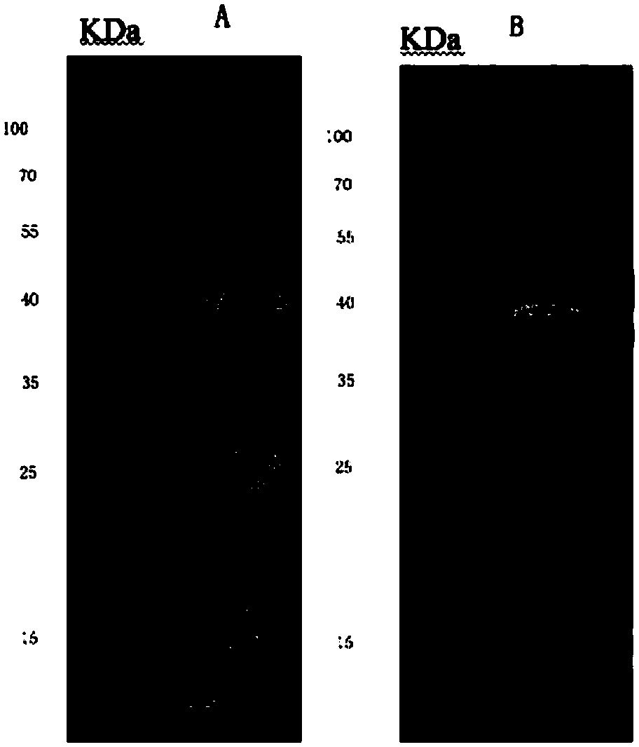 Hybridoma cell strain, and anti-chlamydia abortus monoclonal antibody secreted by hybridoma cell strain