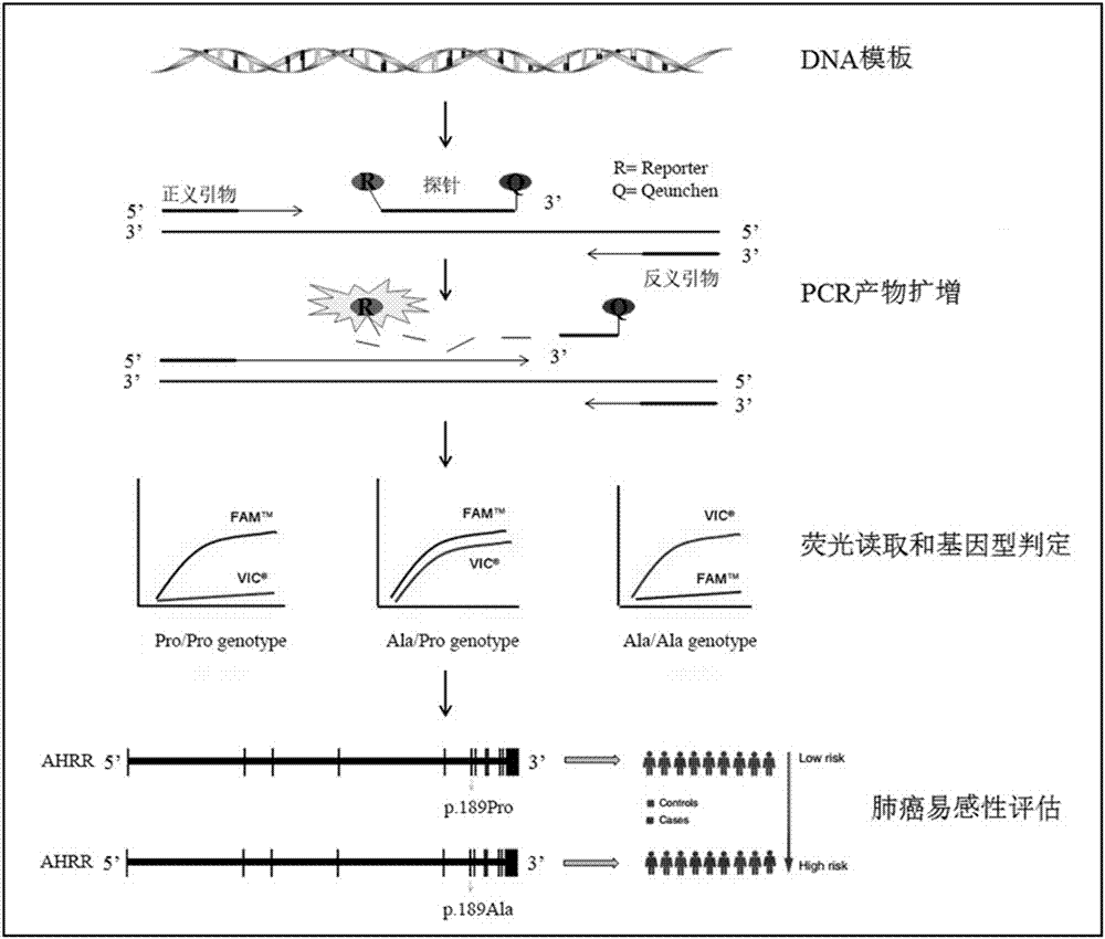 Primer group for detecting p.Pro189Ala site genotype as well as detection kit and application thereof