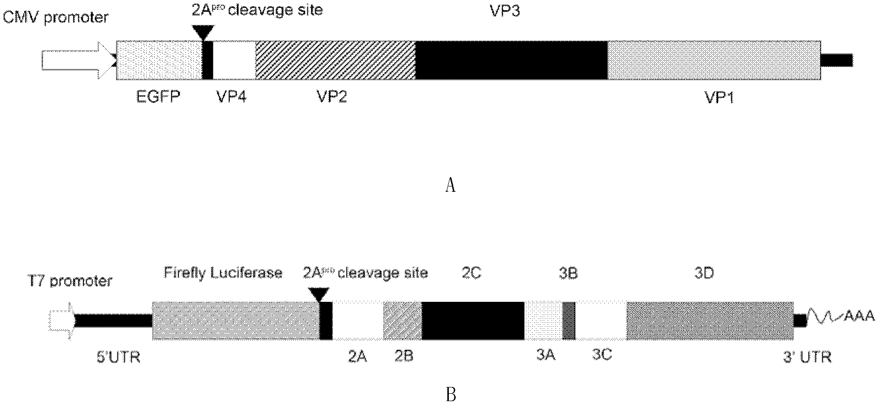 Method for detecting enterovirus neutralizing antibody and special recombinant virus for method