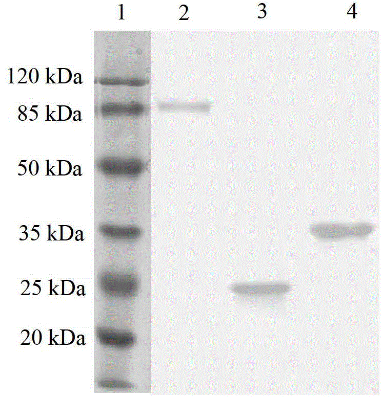 A multi-antigen ELISA kit for detecting antibodies against African swine fever virus