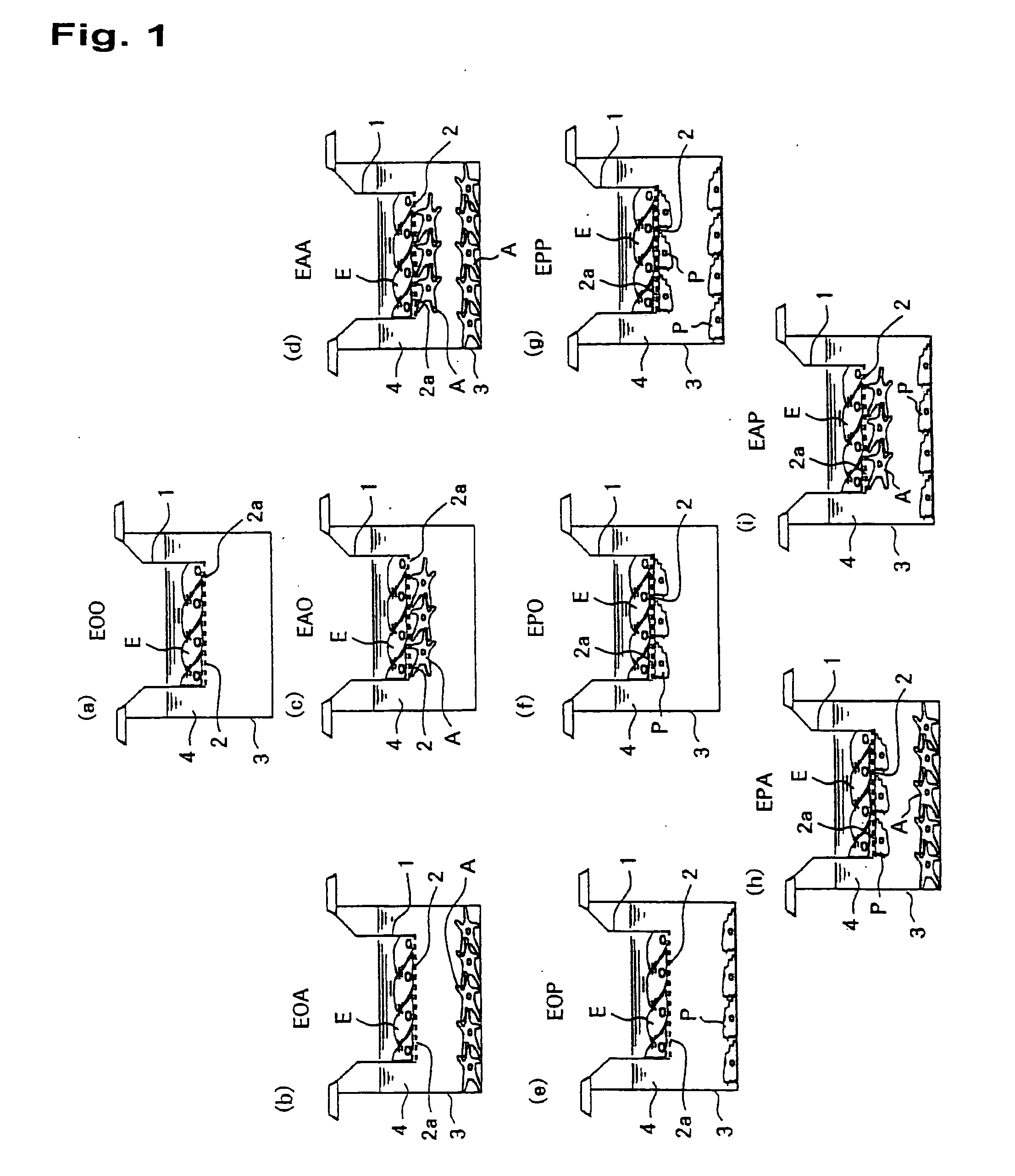 In-Vitro Model of Blood-Brain Barrier, In-Vitro Model of Diseased Blood-Brain Barrier, and Drug Screening Method, Analysis Method for Functions of Diseased Blood-Brain Barrier, and Analysis Method for Pathogenesis Using the Same