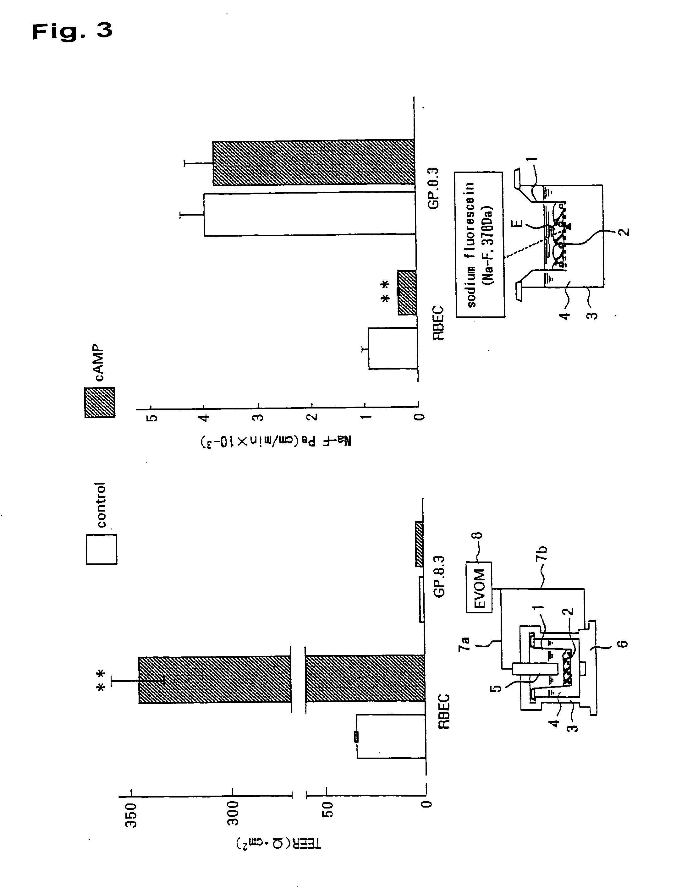 In-Vitro Model of Blood-Brain Barrier, In-Vitro Model of Diseased Blood-Brain Barrier, and Drug Screening Method, Analysis Method for Functions of Diseased Blood-Brain Barrier, and Analysis Method for Pathogenesis Using the Same