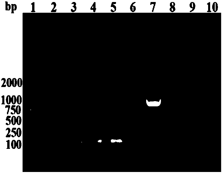 Method for directionally and rapidly screening lactobacillus plantarum capable of producing bile salt hydrolase