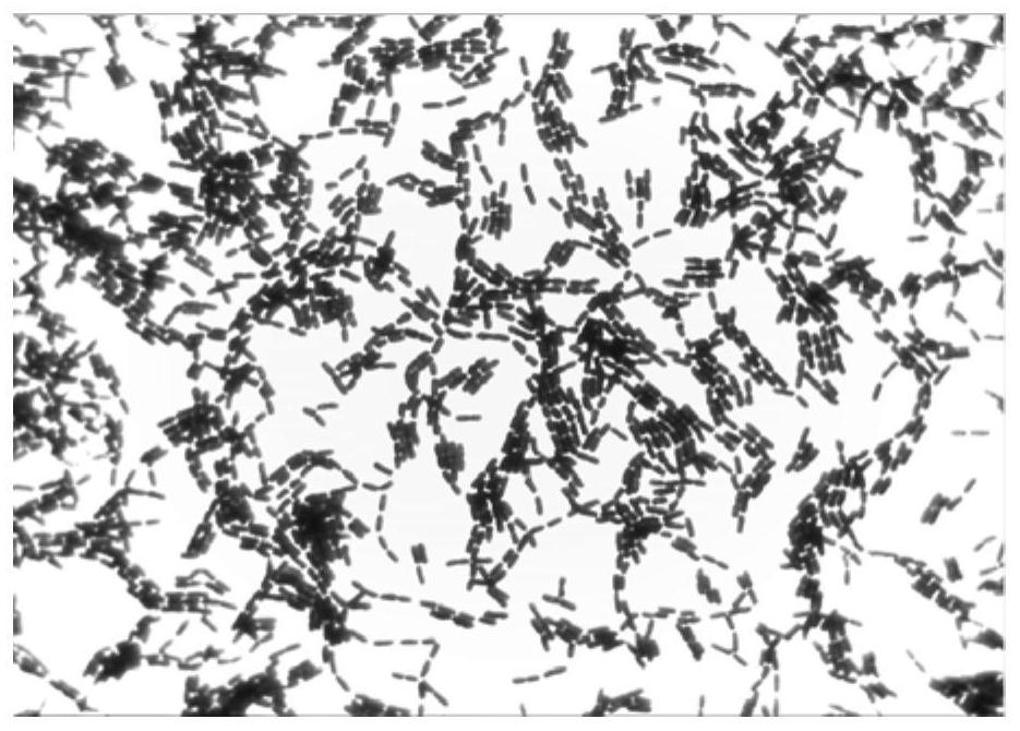 A strain of Bacillus welchii and its application