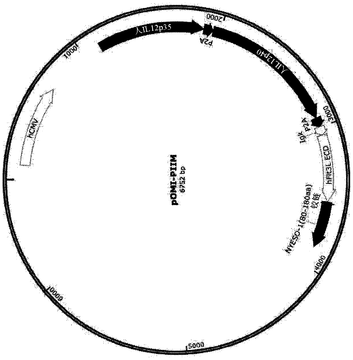 Multigene construct for immune-modulatory protein expression and methods of use