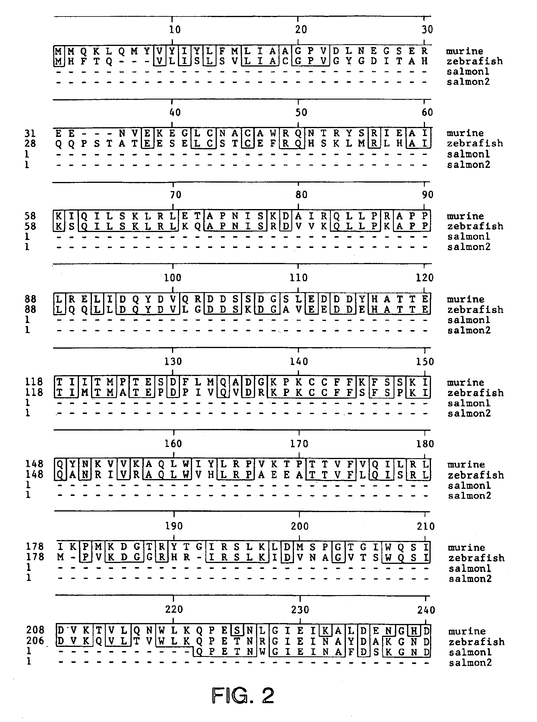 Transgenic non-human animals expressing a truncated activintype II receptor