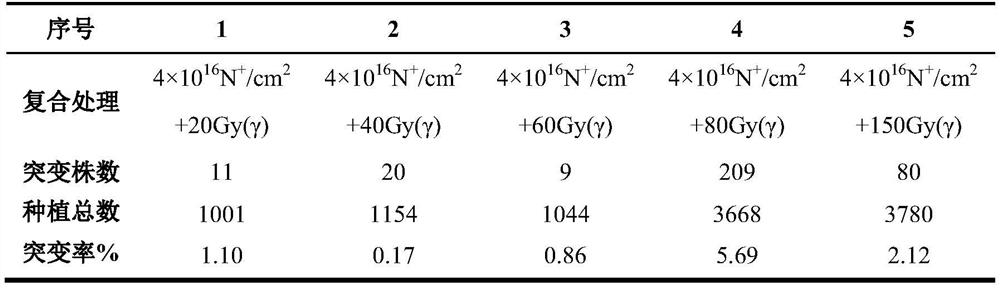 Method for obtaining mutant strains with prolonged growth period through compound mutation of dwarf Phaseolus vulgaris L. through physical method