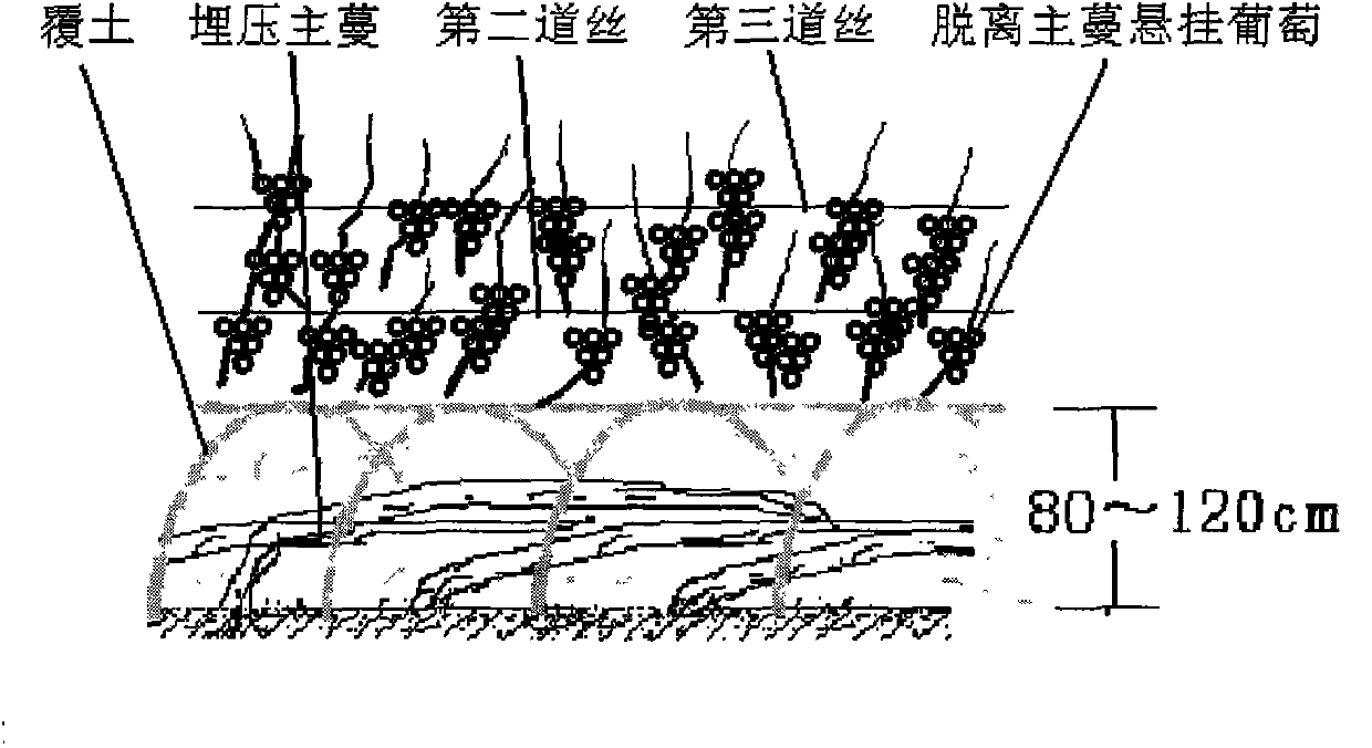 Cultivation method for producing high-quality ice wine raw material in buried cold-proof area