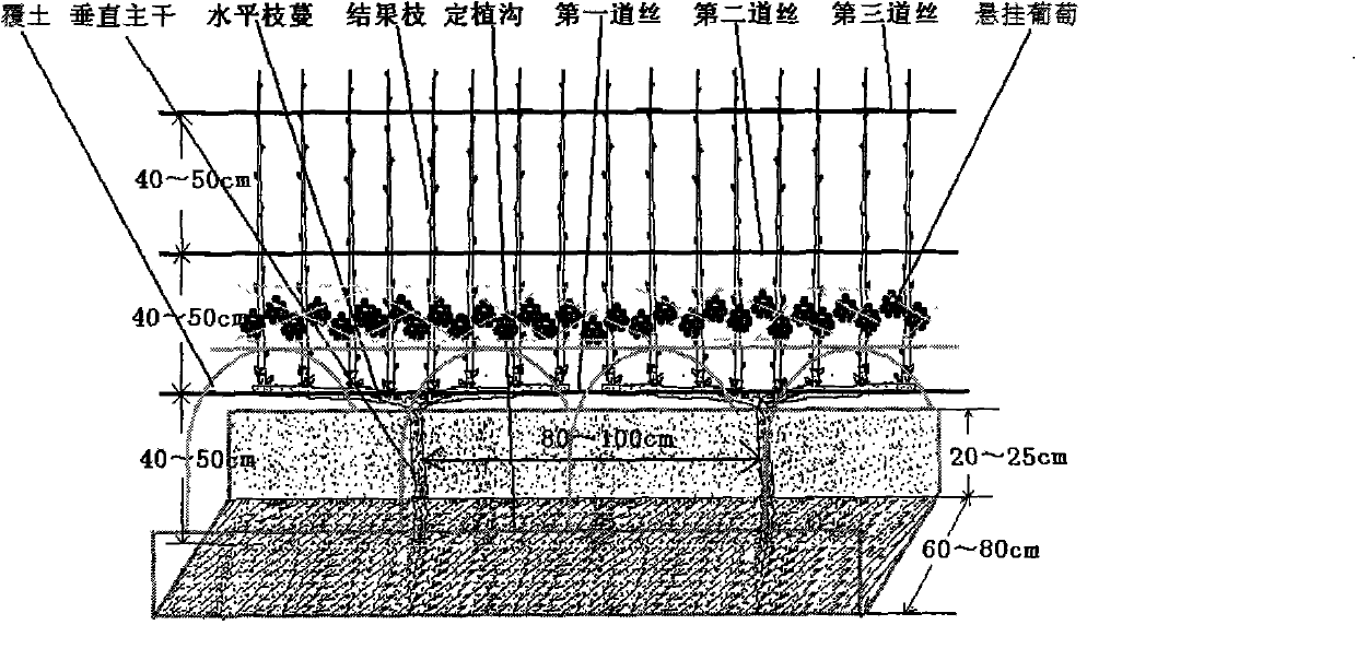 Cultivation method for producing high-quality ice wine raw material in buried cold-proof area