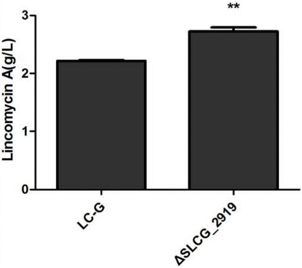 Method of increasing lincomycin output by modifying gene of streptomyces lincolnensis SLCG_2919