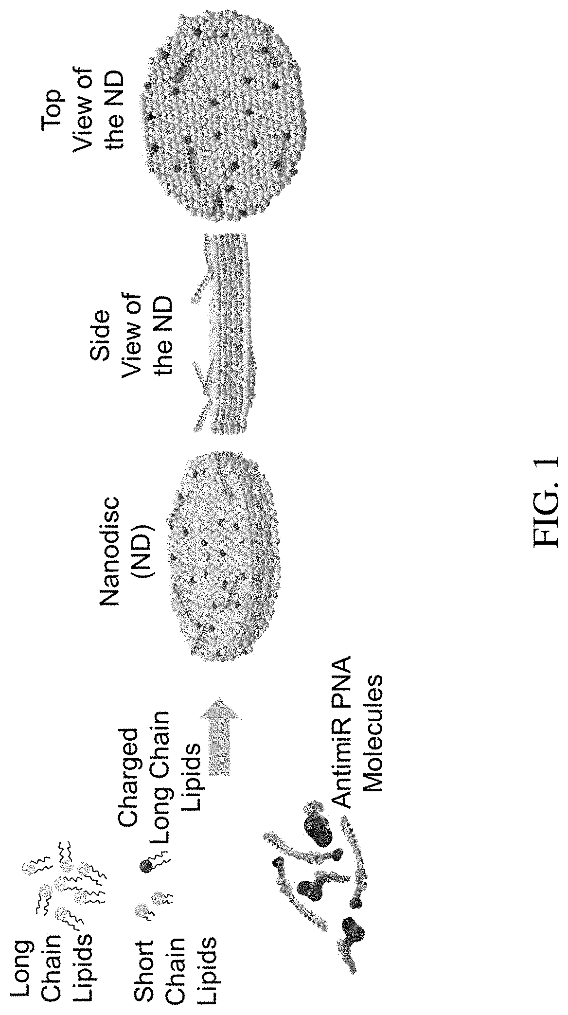 Discoidal Nano Universal Platform for Efficient Delivery of PNAs