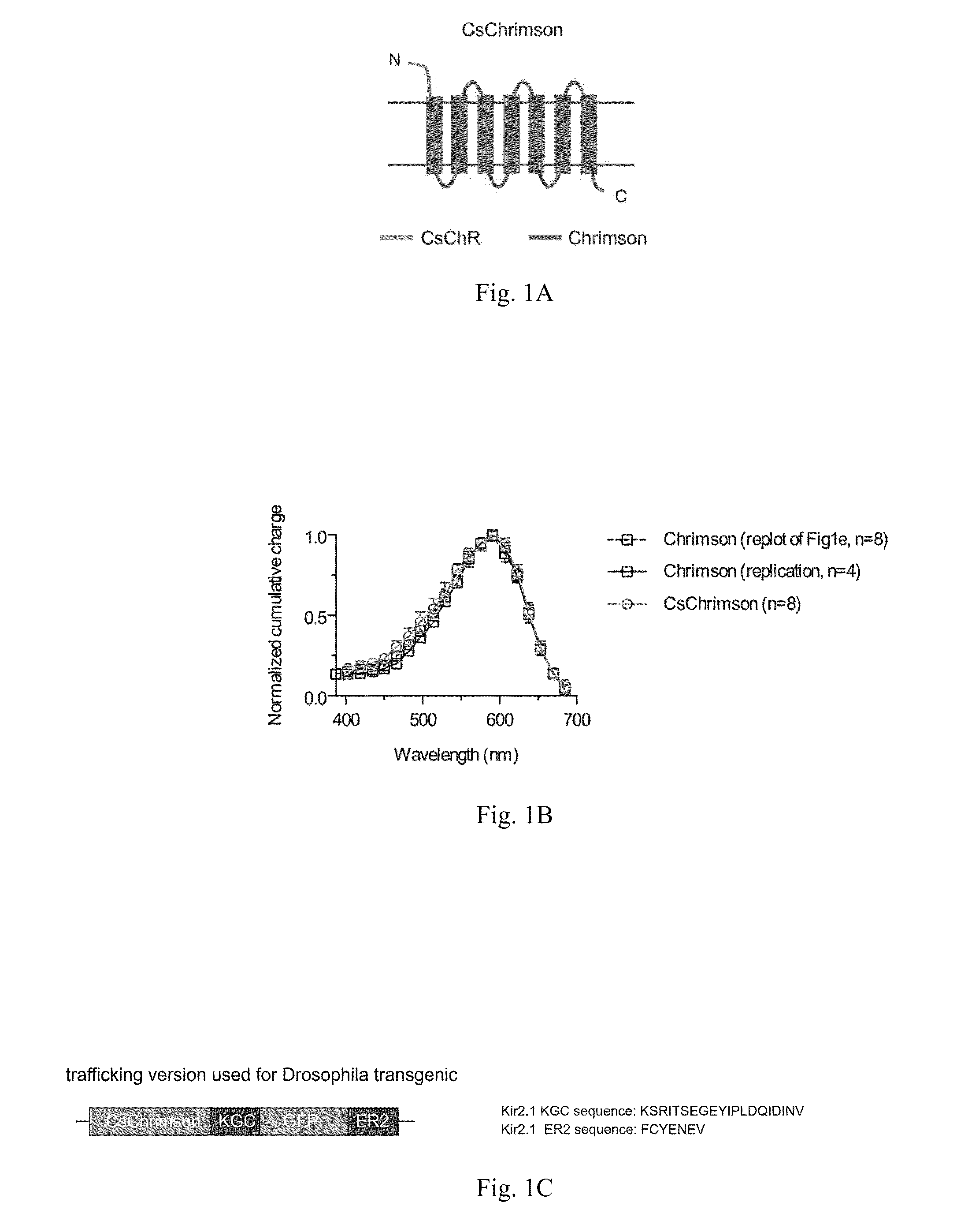 Channelrhodopsin variants and uses thereof